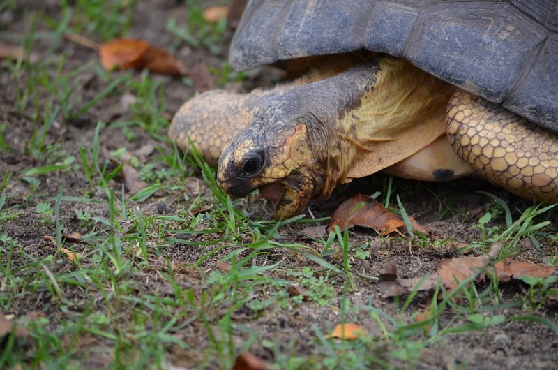 Slow Eating